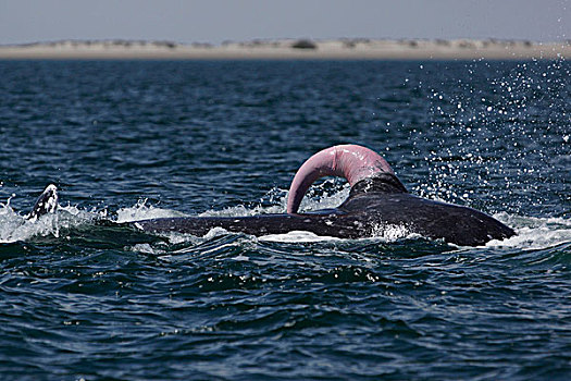 灰鲸,直立,阴茎,尝试,下加利福尼亚州,墨西哥