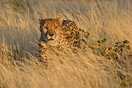 猎捕,印度豹,猎豹,高,草,非洲,纳米比亚