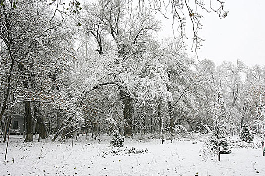 树上盖满了雪