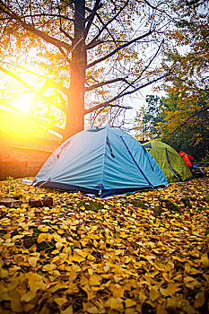 在银杏树下的帐篷