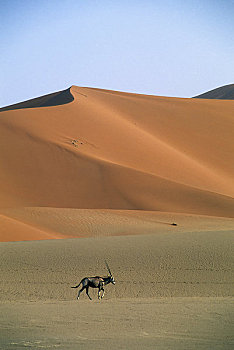纳米比亚,纳米比诺克陆夫国家公园,索苏维来地区,沙丘,长角羚羊