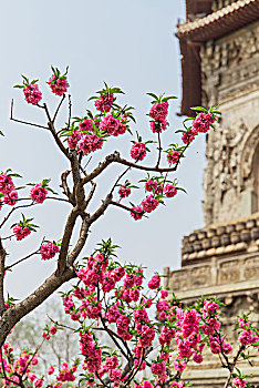 春季北京玲珑公园里盛开的榆叶梅