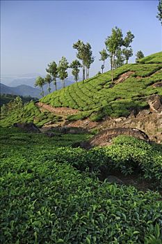 茶园,西高止山,喀拉拉,印度
