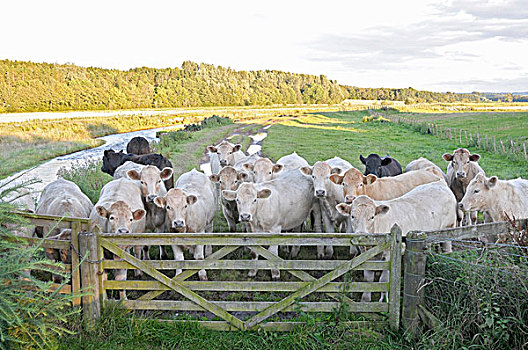 母牛,站立,围栏,草场