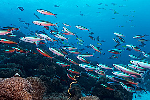黄色,黑带鳞鳍梅鲷,成群,珊瑚礁,环礁,印度洋,马尔代夫,亚洲