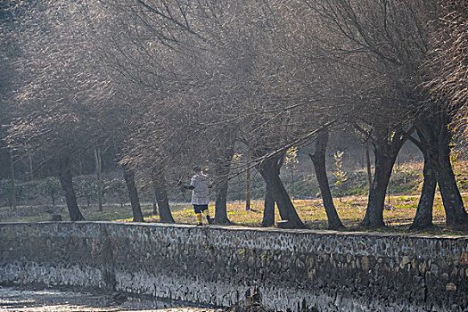 树,蓝天,田野,山,背景,牛,寺庙,村庄,山岗,河,池塘,湖,水,岸