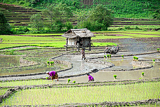 稻田,两个,女人,种族,群体,种植,湿,稻米,禁止,乡村,地区,省,老挝,东南亚,亚洲
