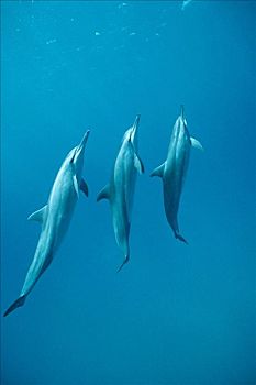 飞旋海豚,长吻原海豚,三个,巴西