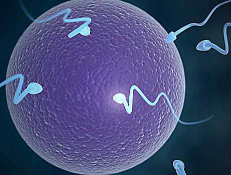 精子,卵,细胞