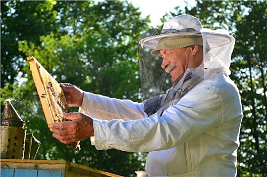老人,养蜂人,工作,蜂场,春天