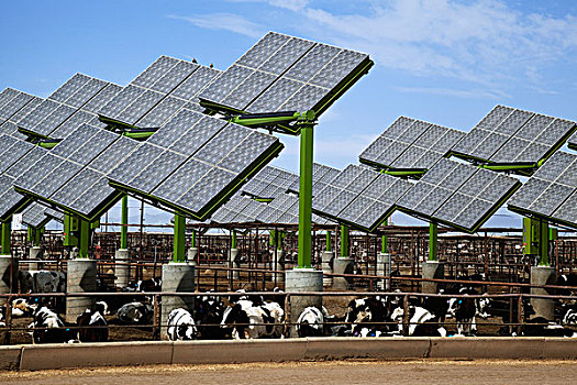 乳业,母牛,进食,休息,太阳能电池板,荫凉,山谷,加利福尼亚,美国