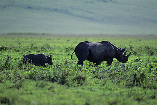 坦桑尼亚,恩戈罗恩戈罗火山口,黑犀牛