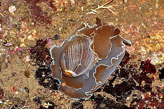 密纹泡螺
