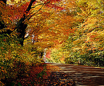 树林,道路,秋天