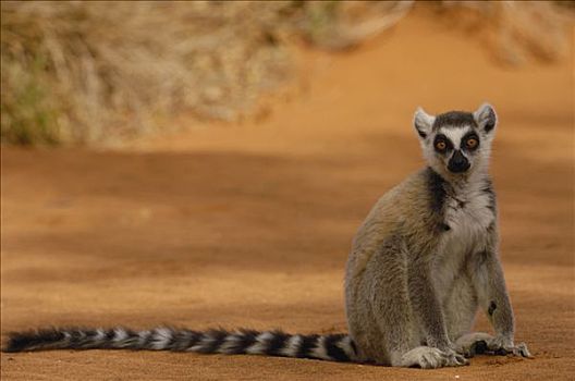 节尾狐猴,狐猴,肖像,脆弱,贝伦提保护区,南方,马达加斯加