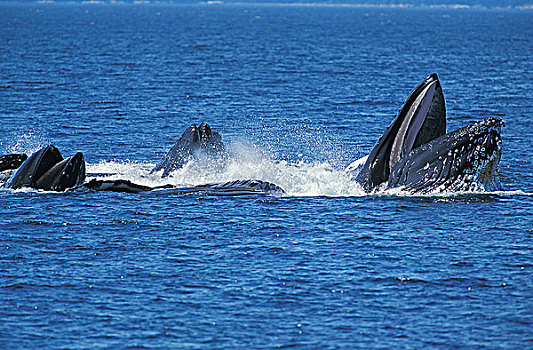 驼背鲸,大翅鲸属,鲸鱼,群,圆,抓住,磷虾,水面,阿拉斯加