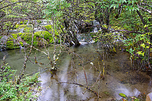 四川黄龙景区原始森林