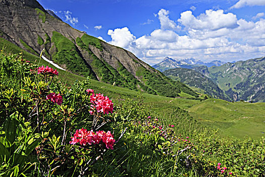 德国,巴伐利亚,阿尔卑斯山,高山,玫瑰,杜鹃花属植物