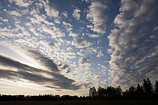 卡尔加里,艾伯塔省,加拿大,云,空中,剪影,树