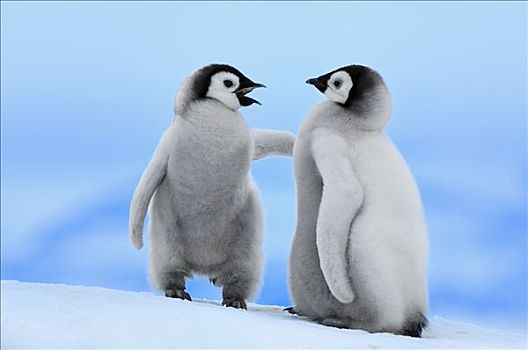 帝企鹅,一对,雪丘岛,南极