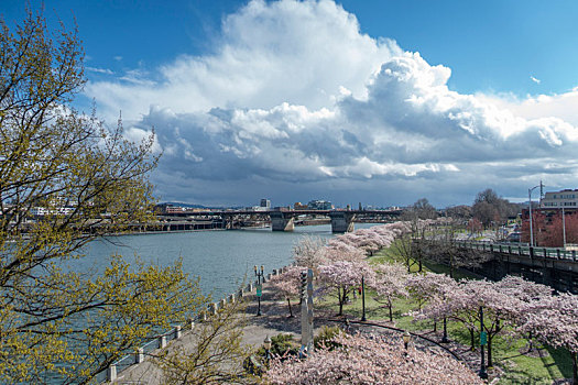 美国波特兰市河岸樱花