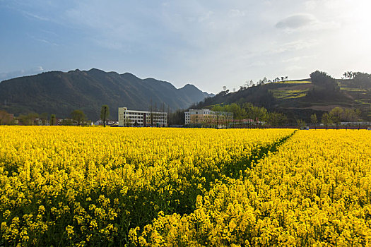 汉中油菜花