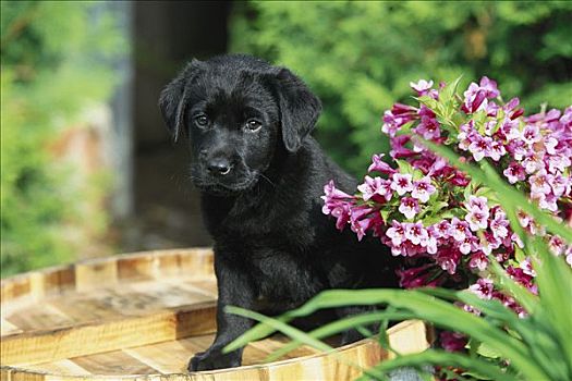 黑色拉布拉多犬,狗,小狗,肖像,坐,靠近,盛开,花,花园