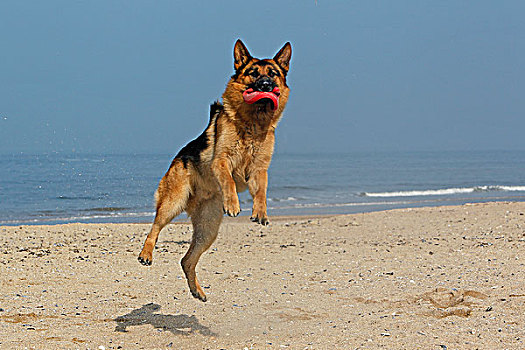 德国牧羊犬,雄性,抓住,飞盘,海滩,诺曼底