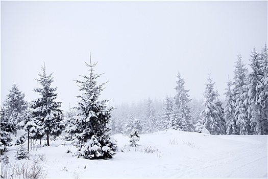 冬季风景,雪,冷杉
