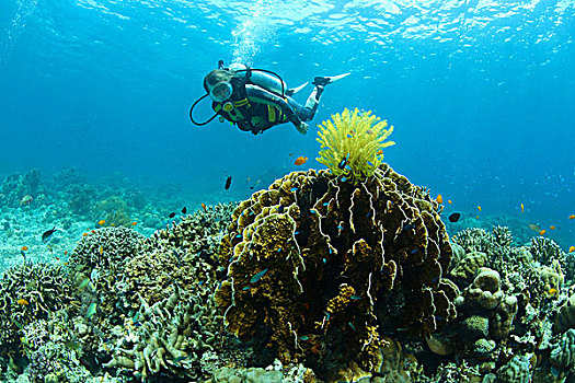 潜水,看,黄色,毛头星,火,珊瑚,宿务岛,省,菲律宾,亚洲