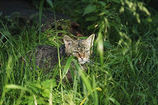 野猫科动物,斑貓