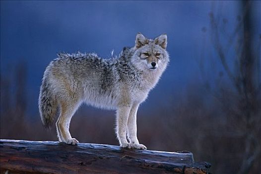 丛林狼,站立,原木,阿拉斯加野生动物保护中心,冬天,阿拉斯加