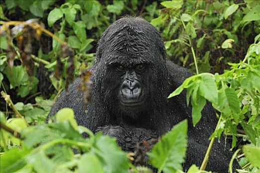 山地大猩猩,大猩猩,雨,遮盖,毛皮,火山国家公园,卢旺达