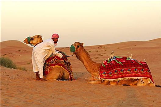 骆驼,引导,迪拜,阿联酋,中东