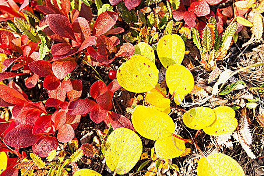 秋色,苔原,叶子,靠近,河,布鲁克斯山,阿拉斯加,美国