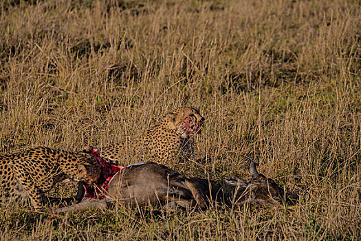 肯尼亚马赛马拉国家公园猎豹狩猎水牛