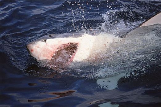 大白鲨,沙鲨属,水面,进食,岛屿,澳洲南部