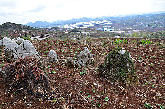 山野小石林景观