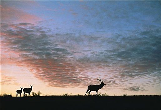 麋鹿,鹿属,鹿,公鹿,两个,日落,黄石国家公园,怀俄明