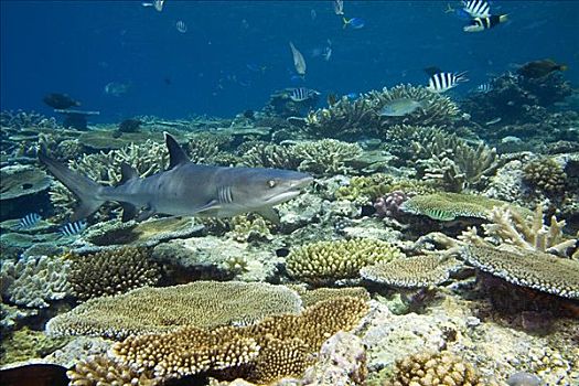 斐济,浅,珊瑚礁景,灰三齿鲨,鲎鲛