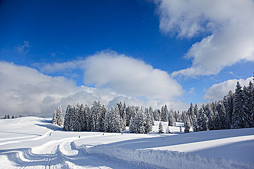 冬天,风景,越野,滑雪,巴伐利亚,德国,欧洲