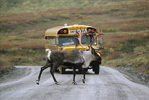 北美驯鹿,驯鹿属,正面,校车,德纳利国家公园和自然保护区,阿拉斯加