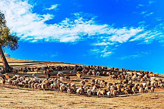 新疆,草原,羊群,秋天,山坡,牧羊,绵羊