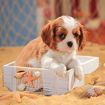 查尔斯王犬,小狗,布伦海姆,9星期大,坐,木盒,沙子