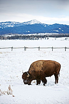 美洲野牛,野牛,放牧,雪中,大台顿国家公园,怀俄明,美国
