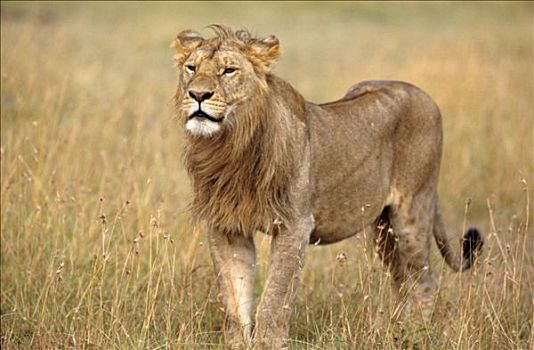 肯尼亚,狮子,马赛马拉国家公园