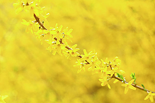 春天盛開的黃色迎春花