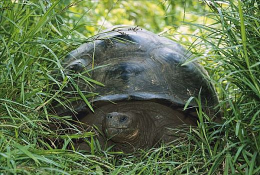 加拉帕戈斯巨龟,加拉帕戈斯象龟,草丛,圣克鲁斯岛,加拉帕戈斯群岛,厄瓜多尔