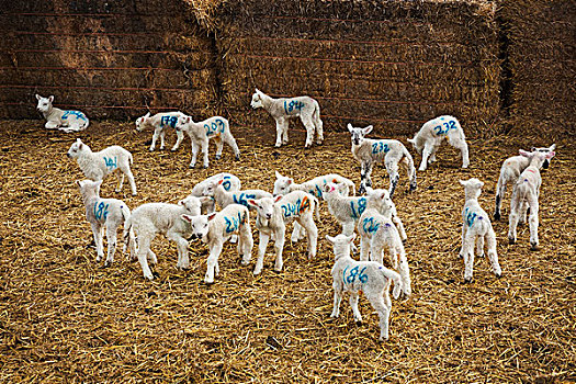 成群,诞生,羊羔,蓝色,数字,涂绘,站立,厩,稻草