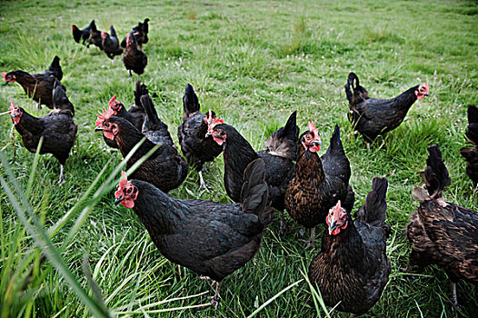 黑色,公鸡,维多利亚,不列颠哥伦比亚省,加拿大